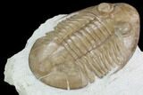 Asaphus Platyurus Trilobite - Russia #99243-5